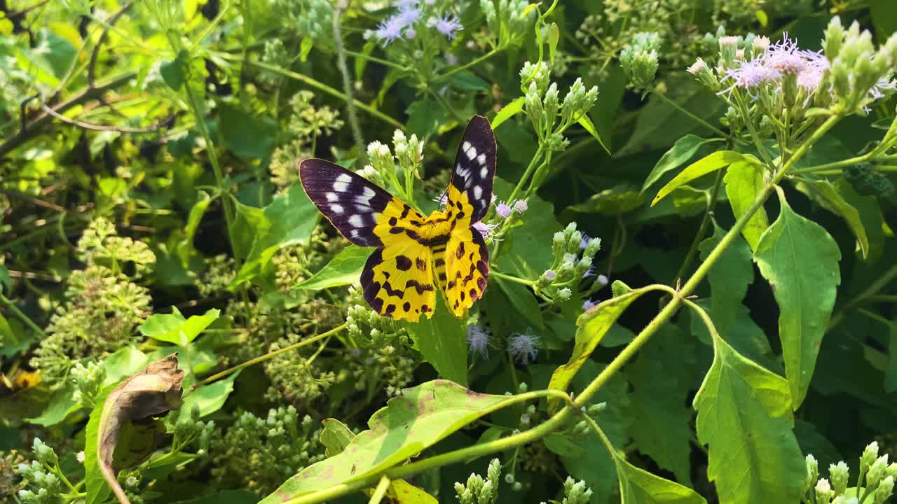 Falsa falena tigre che impollina sui fiori di Siam weed lungo il cespuglio di Mikania micrantha.
