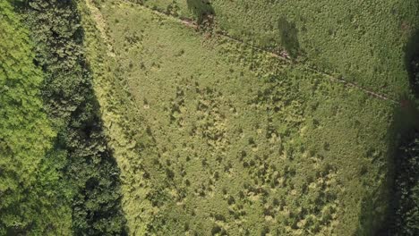 Drone-panning-down-with-view-of-field-in-Hawaii-rainforest-towards-sunset