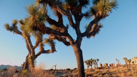 cámara lenta en un árbol de joshua al atardecer en el desierto de california de joshua tree