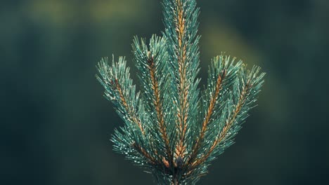 A close-up shot of the young spuce tree top strewn with tiny raindrops