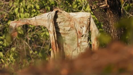 hanging shirt in tree forest old