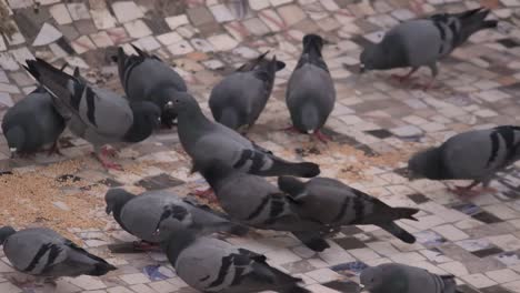 4k view of flock of pigeons pecking grains on mosaic-tiled rooftop.