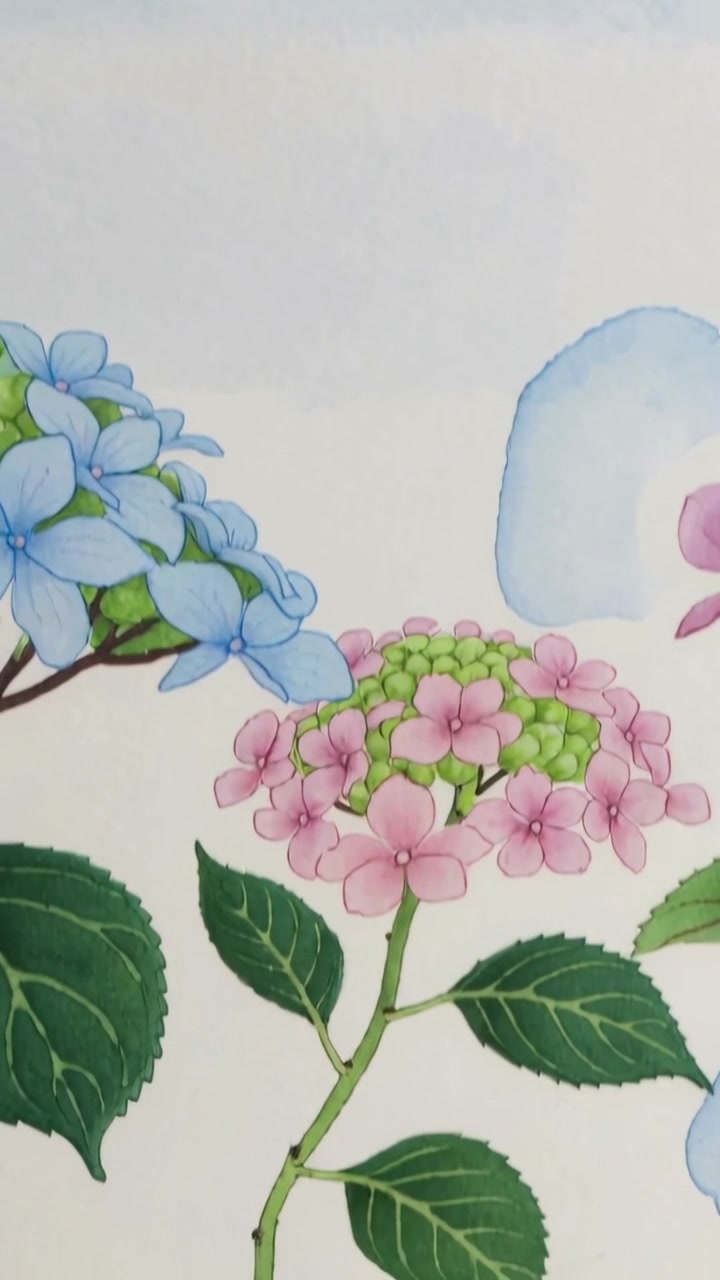 Vertical video: Panning downward on paper, exposing blue and pink hydrangea with green leaves, stem