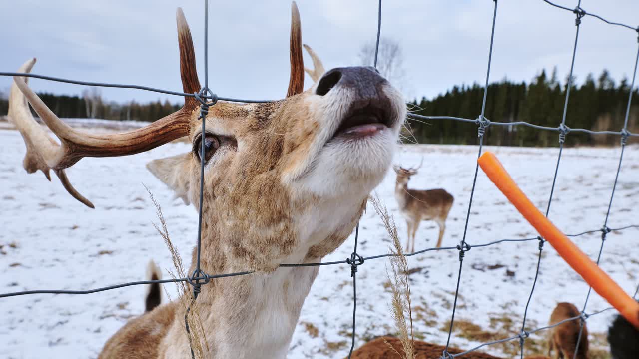 Gentle deer takes carrot from gloved hand through wire fence in snowy field