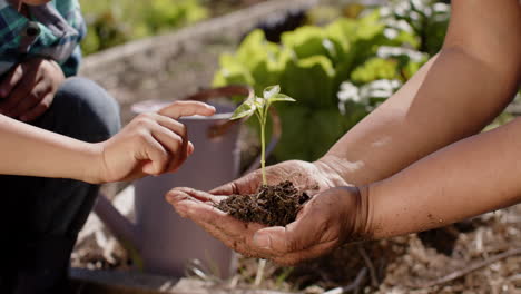 midsection of senior biracial grandmother and grandson holding seedling in sunny garden, slow motion