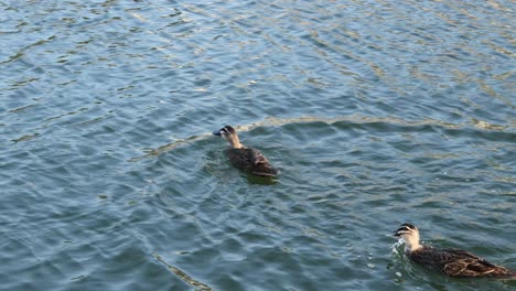 seagull swoops to steal food from ducks in water