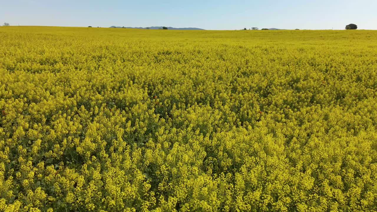 снимок с низко летящего самолета на фоне цветущего рапсового поля в солнечный день