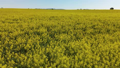 toma aérea baja volando hacia adelante de un campo de colza florido en un día soleado