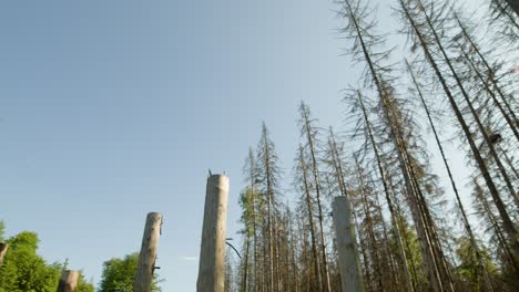 clear sky day in dead dry spruce forest hit by bark beetle in czech countryside