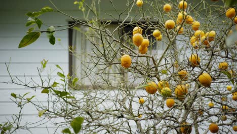 lemon-tree-at-the-backyard-with-yellow-lemons-on-the-tree