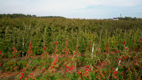 manzanas rojas maduras en los árboles de un huerto de frutas - disparo aéreo lento