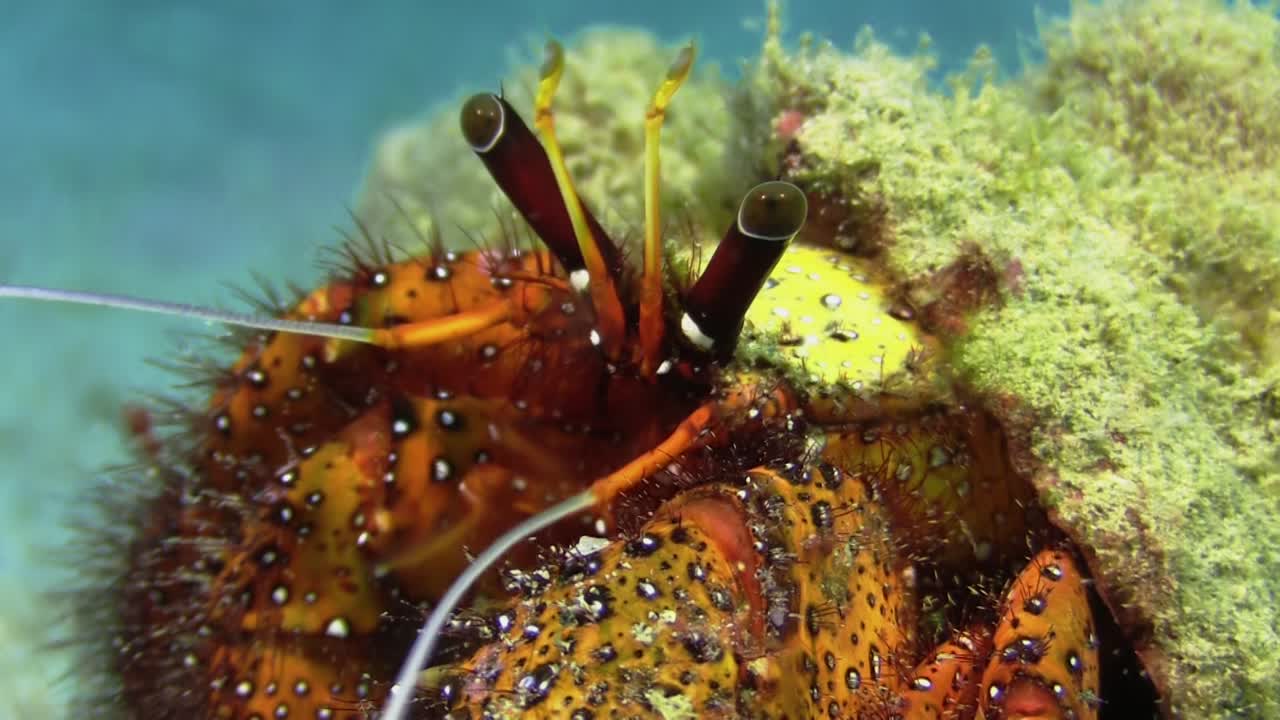 자란 갑각에 흰 점박이 소라게, 줄기 눈의 클로즈업 샷, 발톱으로 팬