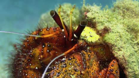 White-spotted-hermit-crab-in-a-overgrown-carapace,-close-up-shot-of-stalk-eyes,-pan-to-claws