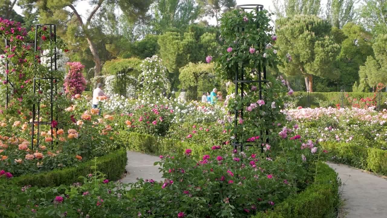 Colourful display of shrubberies and climbing roses in La Rosaleda, Retiro Park in spring.