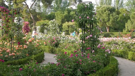 colourful display of shrubberies and climbing roses in la rosaleda, retiro park in spring.