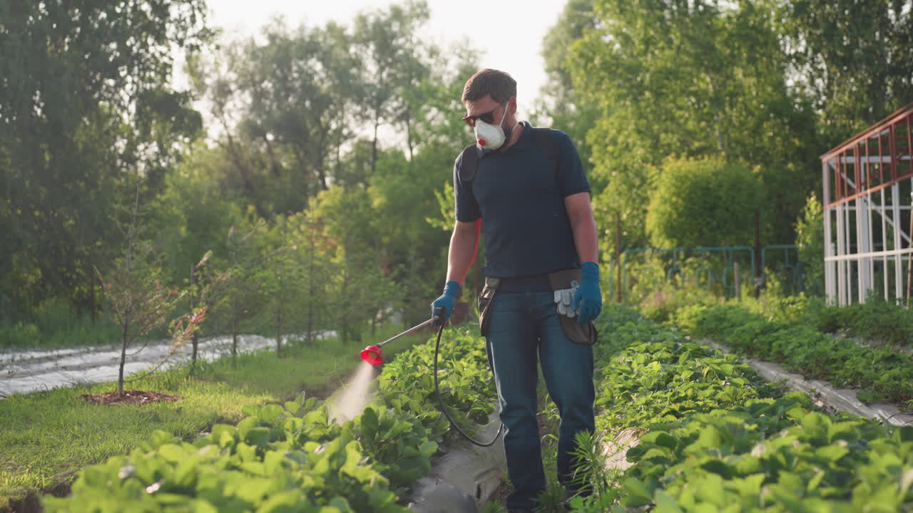 Agricoltore che indossa maschera protettiva e guanti, irrora le colture con un nebulizzatore su un letto di coltivazione verde durante una giornata di sole, file di piante e alberi sullo sfondo, concentrato sul controllo dei parassiti.