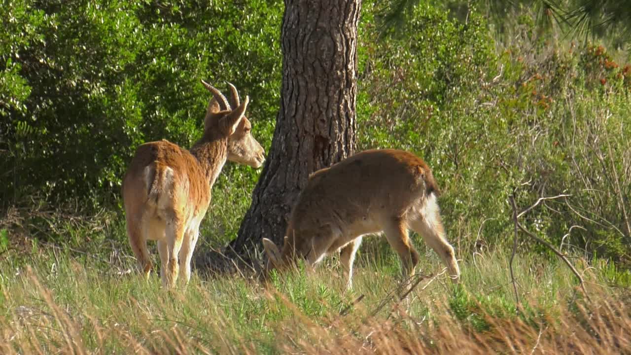 Female spanish wild goat iberian ibex with young