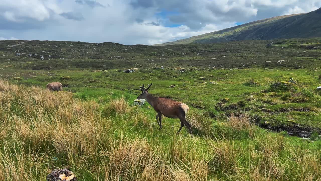 Red Deer (Cervus elaphus) Stag With Antlers In Scottish Highlands, Scotland, UK. Tracking Shot