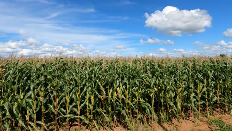 Maisfeld-Mit-Ähren-Aus-Grünem-Mais,-Zoom-In-Bewegung