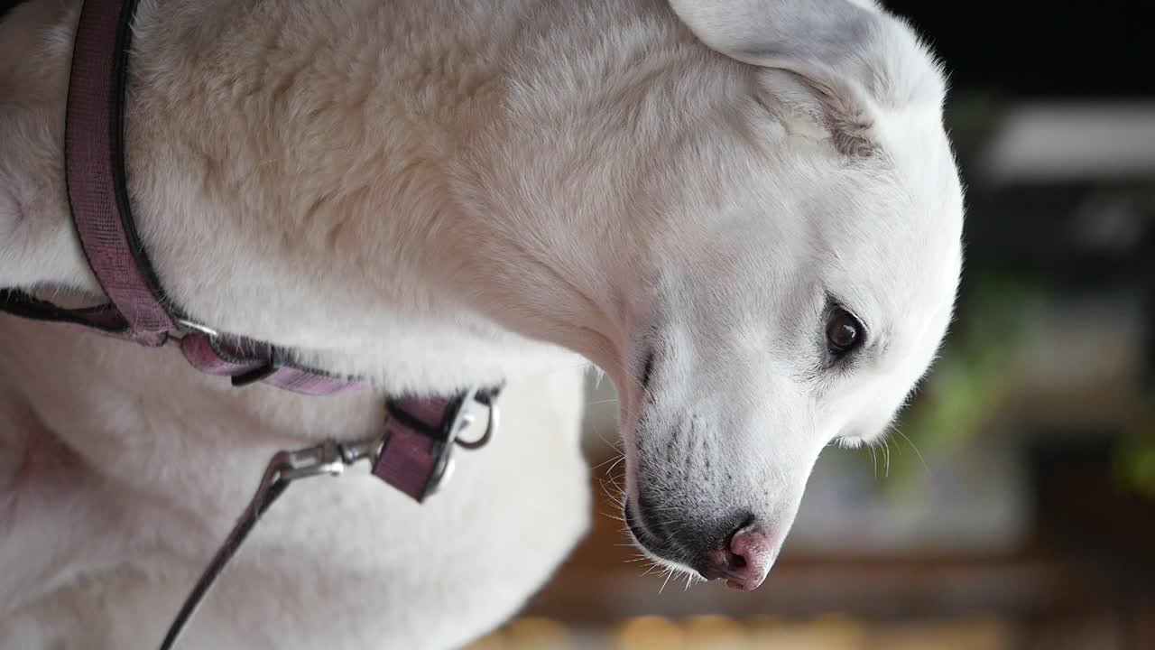 Close-up of a white dog