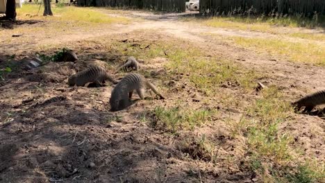 Mongoose-dig-in-the-dirt-in-Namibia-Africa