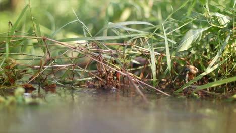las plantas están por encima del agua del río que fluye