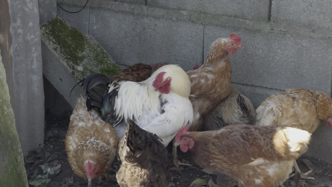 elegante gallo negro y blanco comprobando un grupo de gallinas marrones