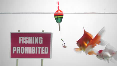 gold fish swimming in front of a panel fishing prohibited