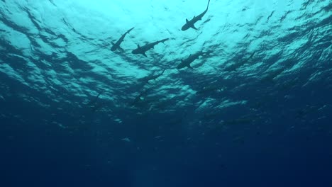 un grupo de tiburones de arrecife de punta negra nadando debajo de la superficie en la isla de bora bora en la polinesia francesa