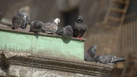 Pigeons-on-Roof-Ledge-in-New-York-City