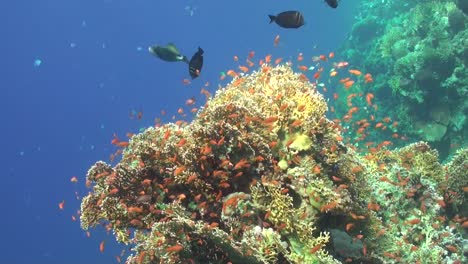 wide angle shot of orange sea goldie anthias fishes swimming over fire a reef with fire corals in the red sea