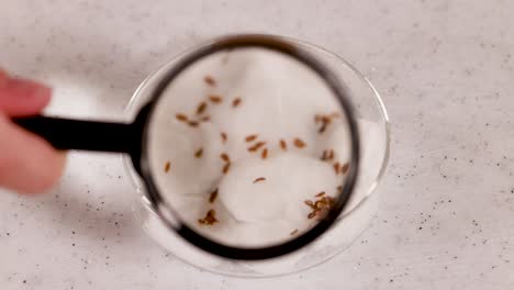 a scientist examines seeds on cotton wool using a magnifying glass in a well-lit laboratory setting