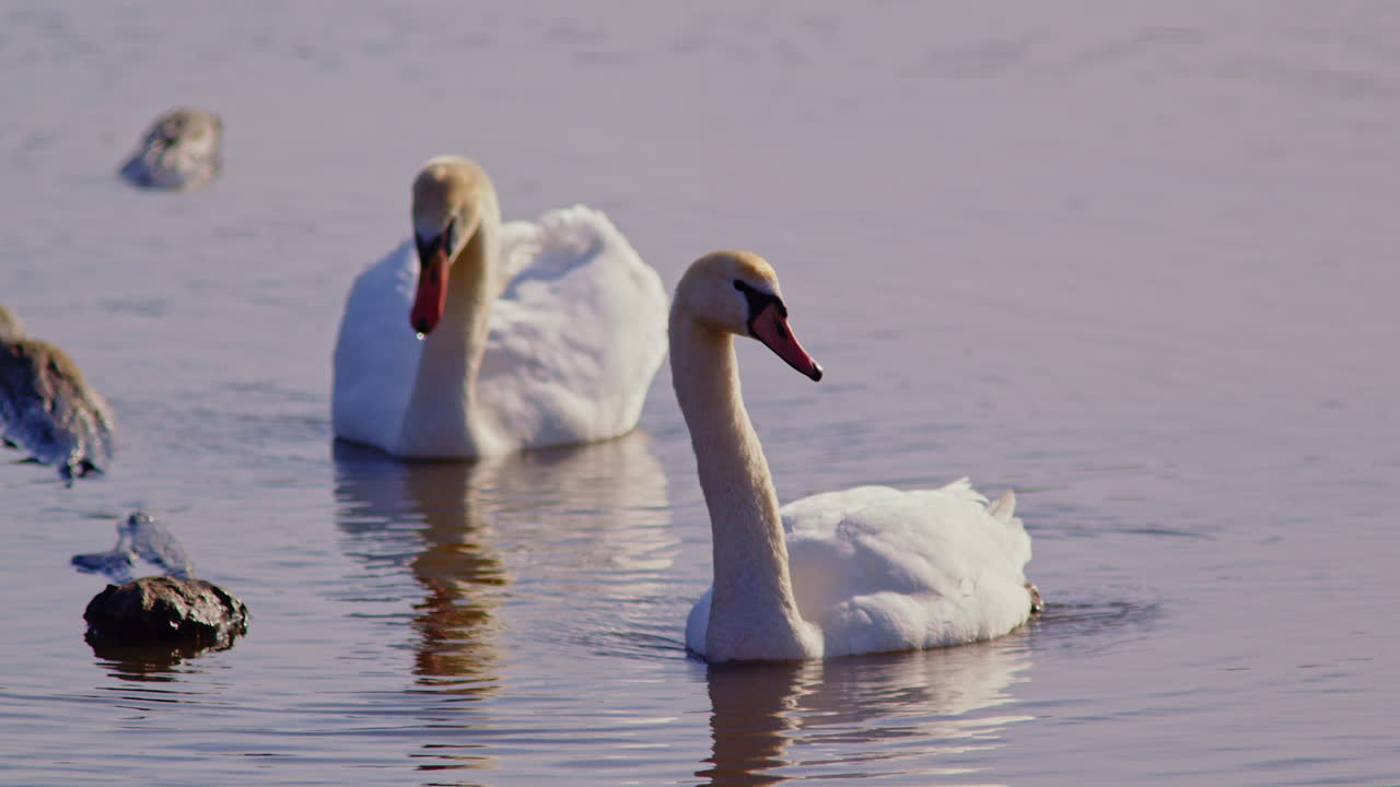 Preening swans performing courtship dances in super slow-mo spring footage.