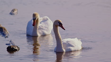 preening swans performing courtship dances in super slow-mo spring footage.