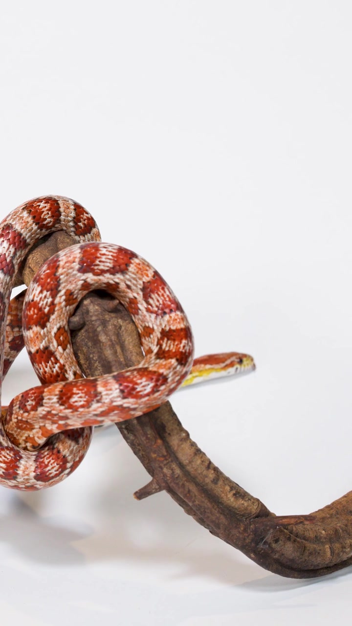 Serpente del grano rosso si avvolge e striscia lungo un ramo di legno curvo sotto una brillante illuminazione da studio.
