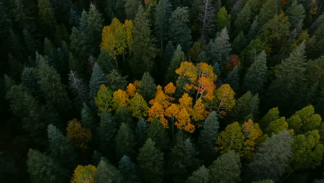 isolated aspens displaying fall colors