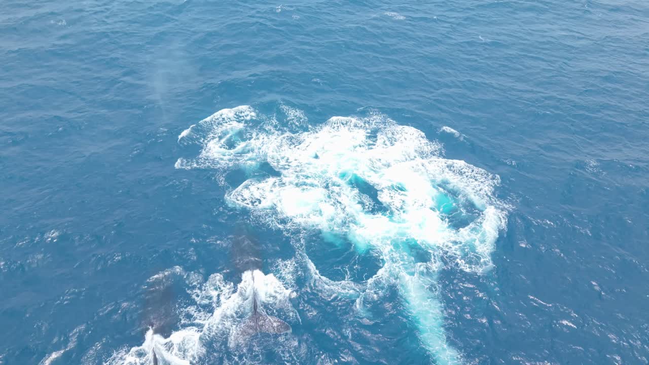 壮大なクローズアップのドローン映像は、クジラが浮上するシーンから始まり、1頭が長い泡の跡を残していきます。その後、複数のクジラが浮上して一緒に呼吸し、その巨大なサイズとパワーを披露します。