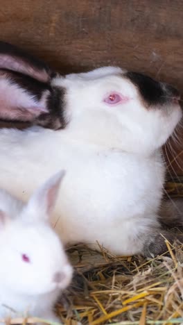 close-up of a white rabbit with pink eyes and a small bunny in straw