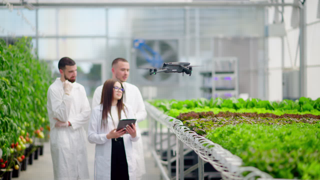 Drone filming three laboratory technicians in white coats working with plants grown with the Hydroponic method in a greenhouse