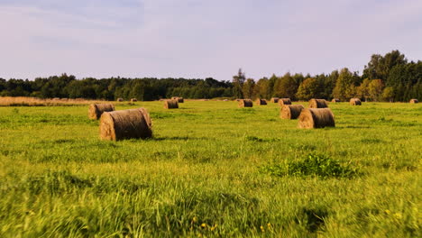 large round hay bales rolled and scattered across a field of green grassy pastures off the coast of jurkalne, latvia. low aerial drone flyover.