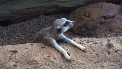 close up shot of a meerkat, suricata suricatta stretch out and laying flat on the rock to cool down and regulate the body temperature on a hot day, curiously wondering around its surroundings