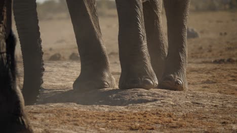 Primer-Plano-De-Pies-De-Elefante-De-Pie-Junto-Al-Abrevadero