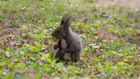 ardilla comiendo nuez en prado herboso