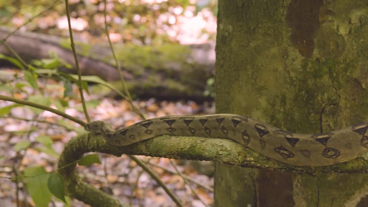 A boa constrictor wrapped tightly around a tree branch in its natural jungle habitat. Shot in daylight with shallow depth of field, showing detailed snake patterns and tropical environment