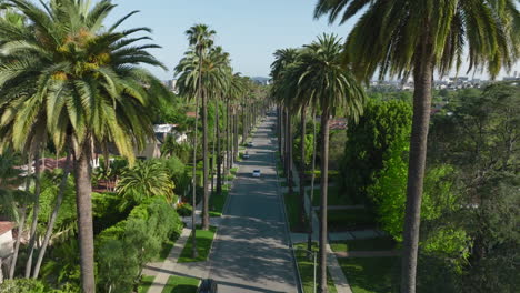 toma aérea volando a través de palmeras en la lujosa calle residencial de beverly hills