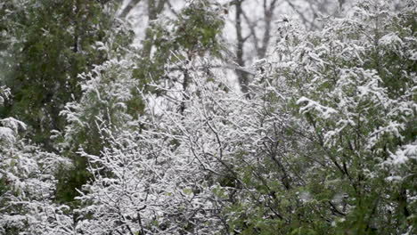 slow motion snow falling gently on to trees