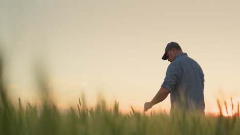 Farmer-in-a-field-of-wheat,-touches-the-ears-with-his-hand.-Rear-view