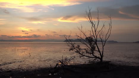 Panning-shot-of-bare-mangrove-tree