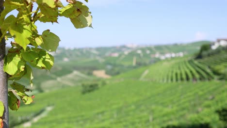 lush vineyard landscape with distant hills