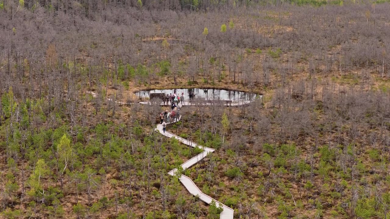 Aerial drone view of a boardwalk trail through a peat bog with visitors, Tinovul Mohos, Harghita, Romania.